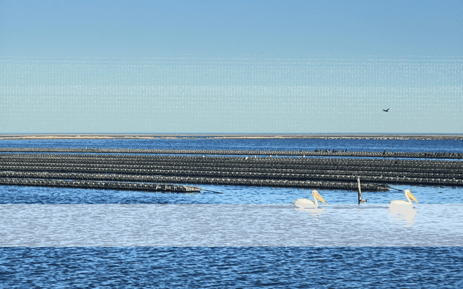 An oyster farm with pelicans.