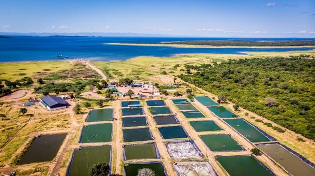 aerial view of fish ponds