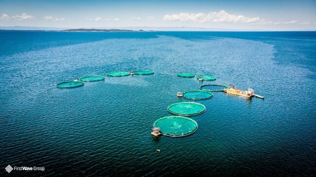 aerial view of a tilapia farm