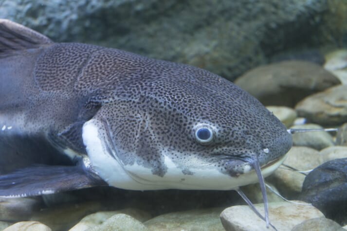 Close-up of an African catfish under water