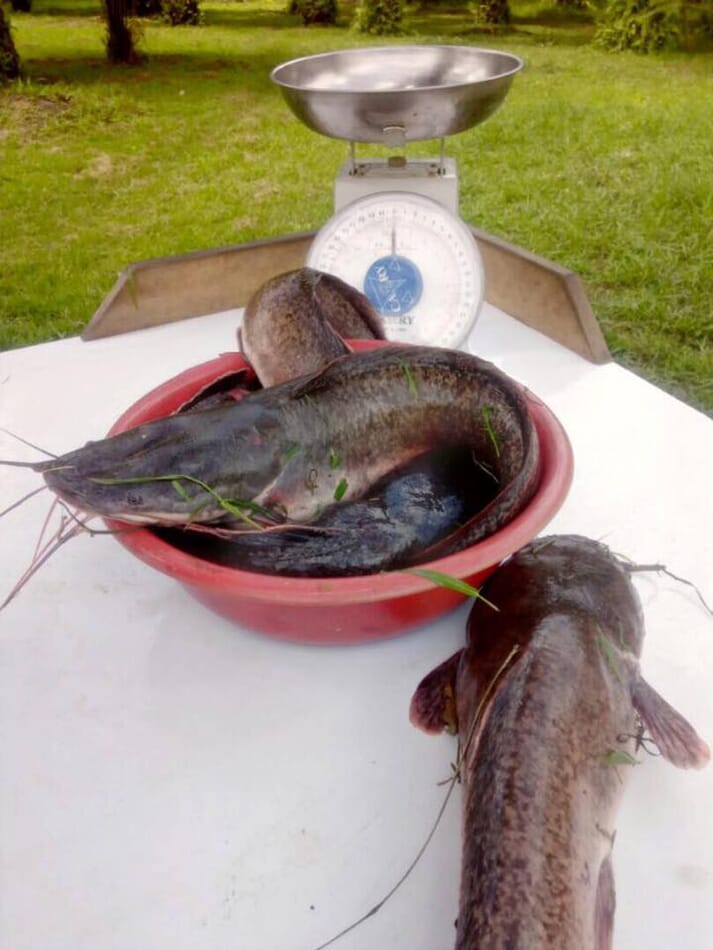 Two African catfish on a weighing scale