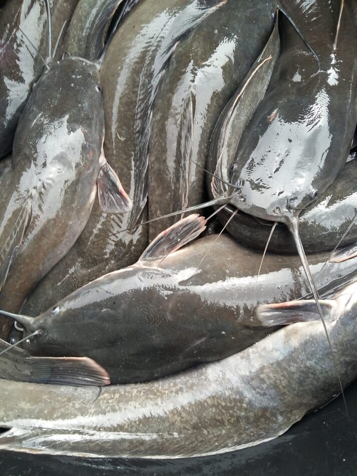African catfish at slaughterweight