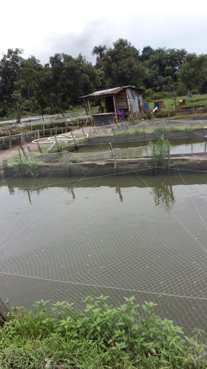 Outdoor catfish pond with a net covering and hut in the background