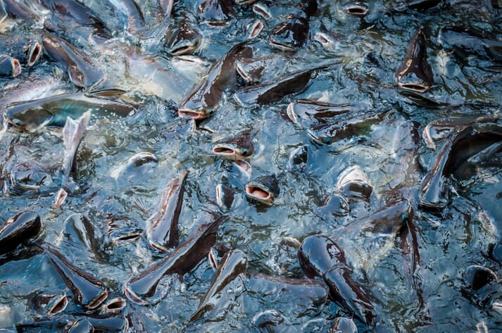 African catfish can be produced at high densities in recirculating aquaculture systems (RAS)