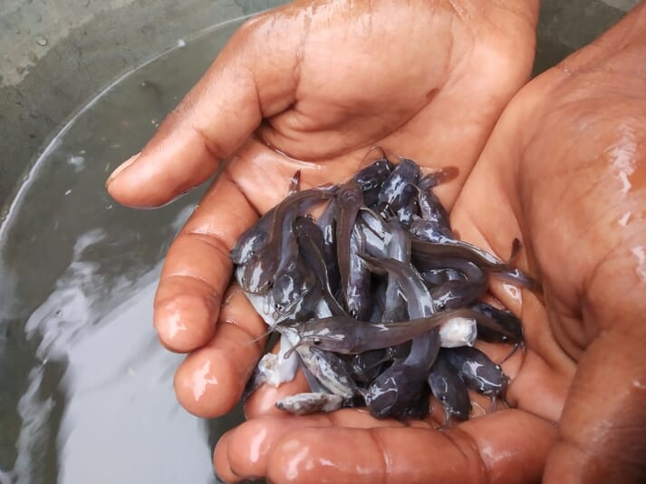 The $77 million project includes plans to produce an additional 10 million catfish fingerlings a year, to be on-grown by rural households