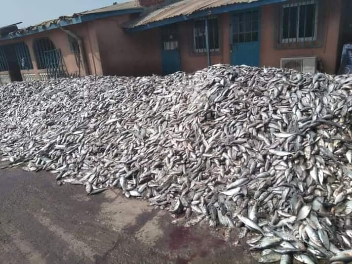 Sardinella, a staple food of West Africans, is increasingly processed for fishmeal, for the aquafeed sector, by Chinese feed mills in West Africa