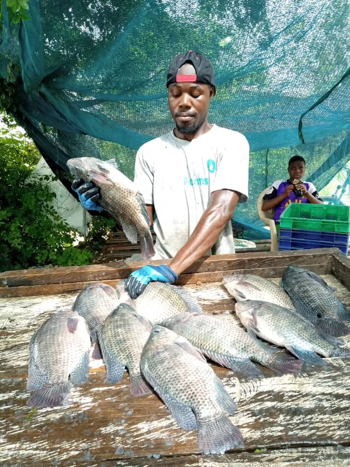 Lake Volta Fish