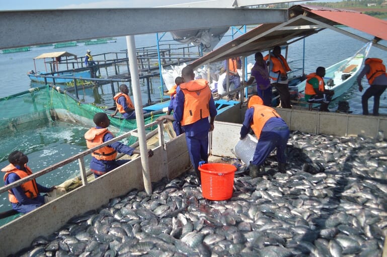 The pros and cons of the spread of cage aquaculture in Africa The