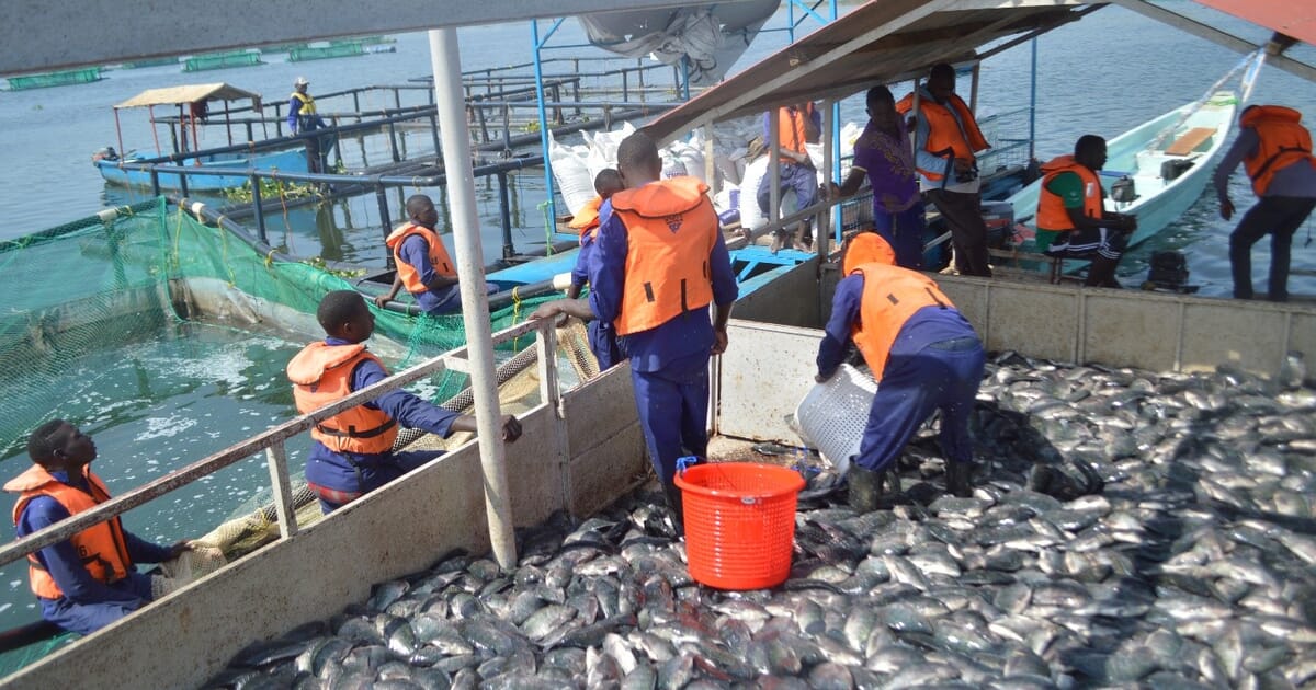 The pros and cons of the spread of cage aquaculture in Africa