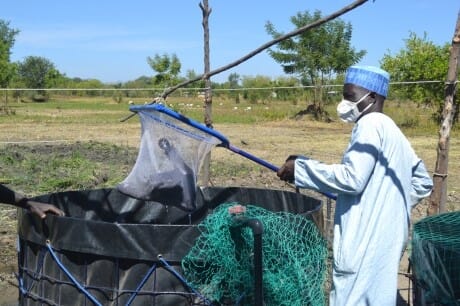 FAO has provided aquaculture training for men and women to increase their technical capacity, while also providing equipment and fish feed to support their activities