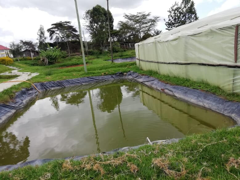 The pros and cons of pond vs cage aquaculture in Kenya The Fish Site