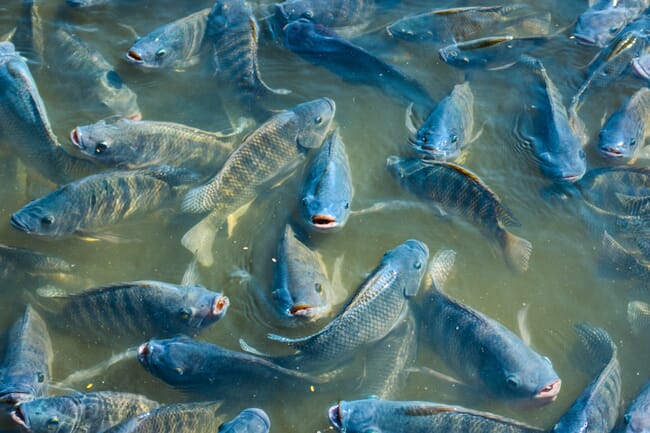 a pond filled with Nile tilapia