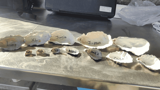 Oyster shells on a table.