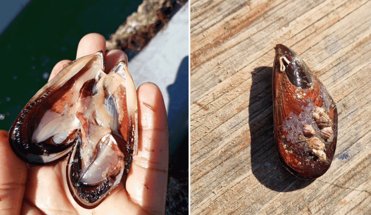 Joint research in Mozambique on safe seafood and low-trophic farming