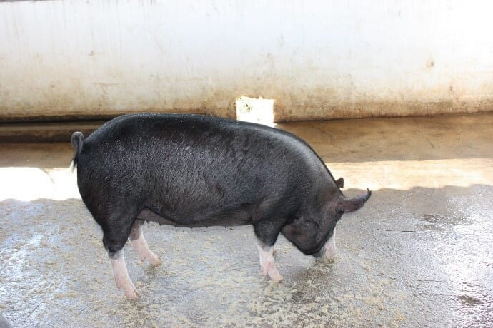 Berkshire pigs were integrated into the system and their manure used to help fertilise the ponds