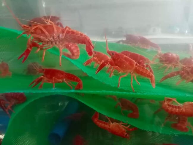 crawfish in a tank