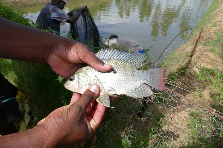person holding a tilapia
