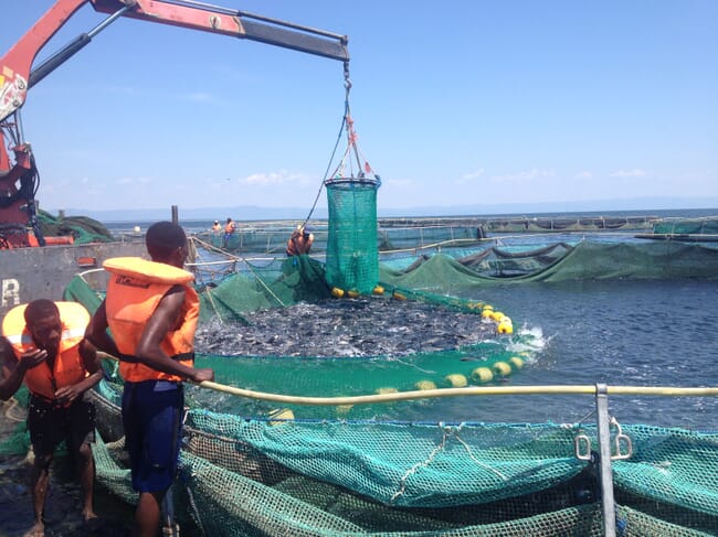 tilapia being harvested from a net pen