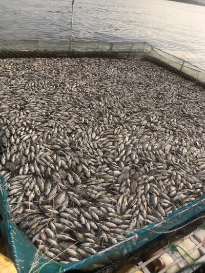 dead fish floating at the top of a sea cage