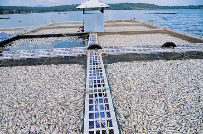 Dead fish floating at the water's surface