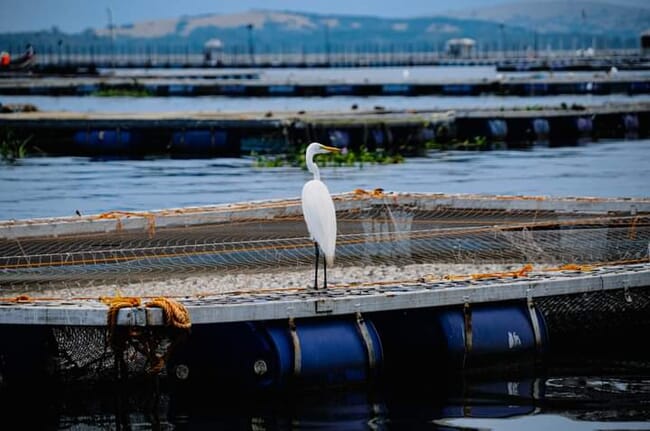 white stork standing near a tilapia pen