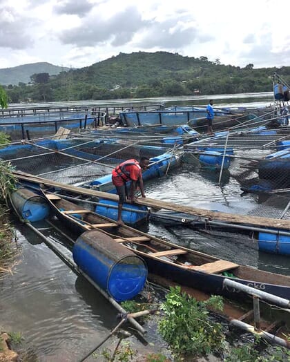 Workers on damaged cages