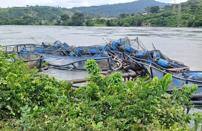 Gaiolas de tilápia danificadas no Lago Volta