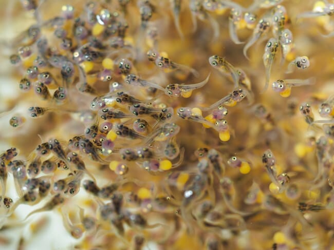 Close up of juvenile tilapia