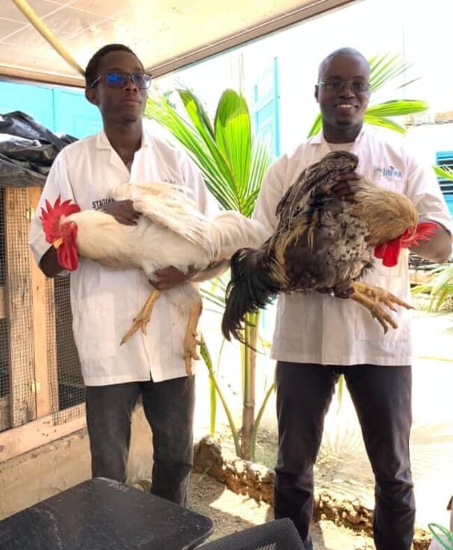 Two men holding two big colourfull and healthy chickens.