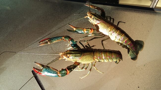 Two adult crayfish