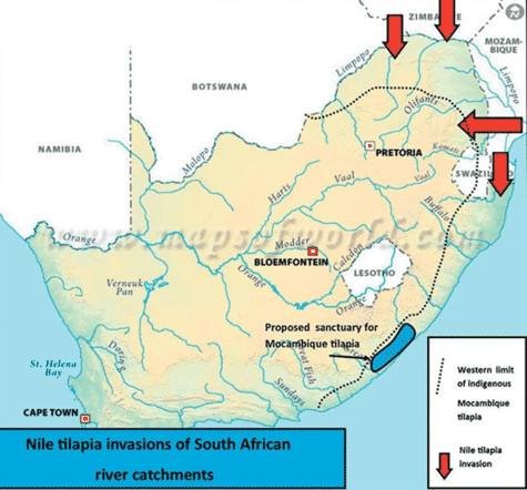 Invasive or imperative? South Africa’s quandary over Nile tilapia | The ...