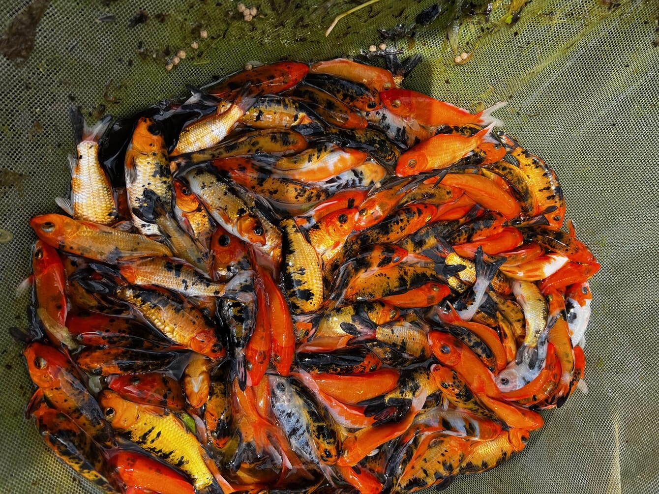 A photo of ornamental fish gathered together in a bucket.