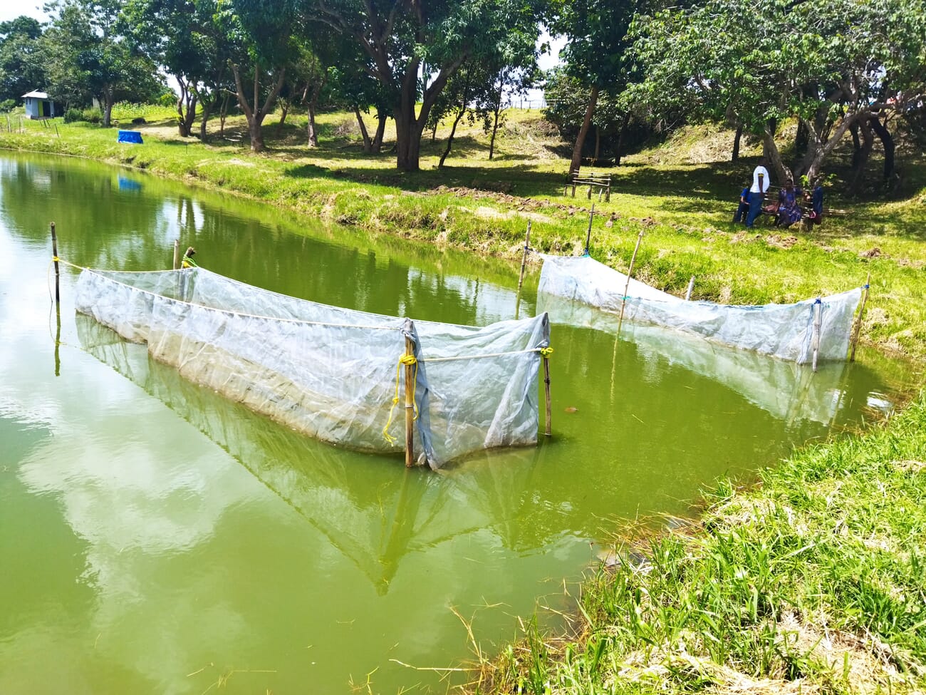 The pros and cons of pond vs cage aquaculture in Kenya The Fish Site