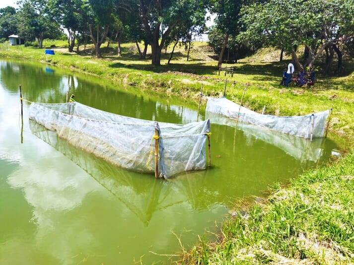 hapa nets in a fish pond