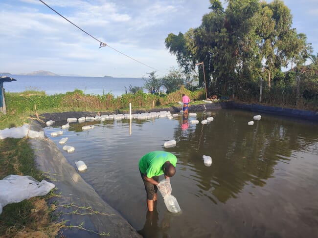 person standing in a fish pond with a plastic liner