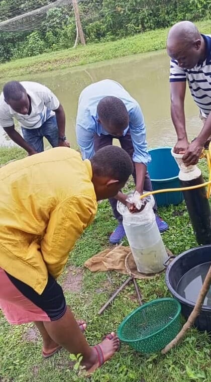 Quatro homens transportando peixes jovens em um contêiner