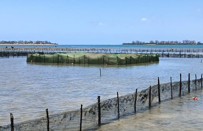 Sea cucumber farm