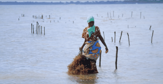 A woman dragging farmed seaweed in Kenya's coastal waters.