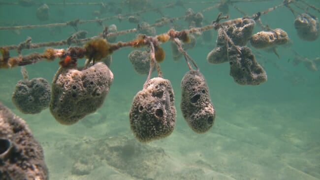 sea sponge farm