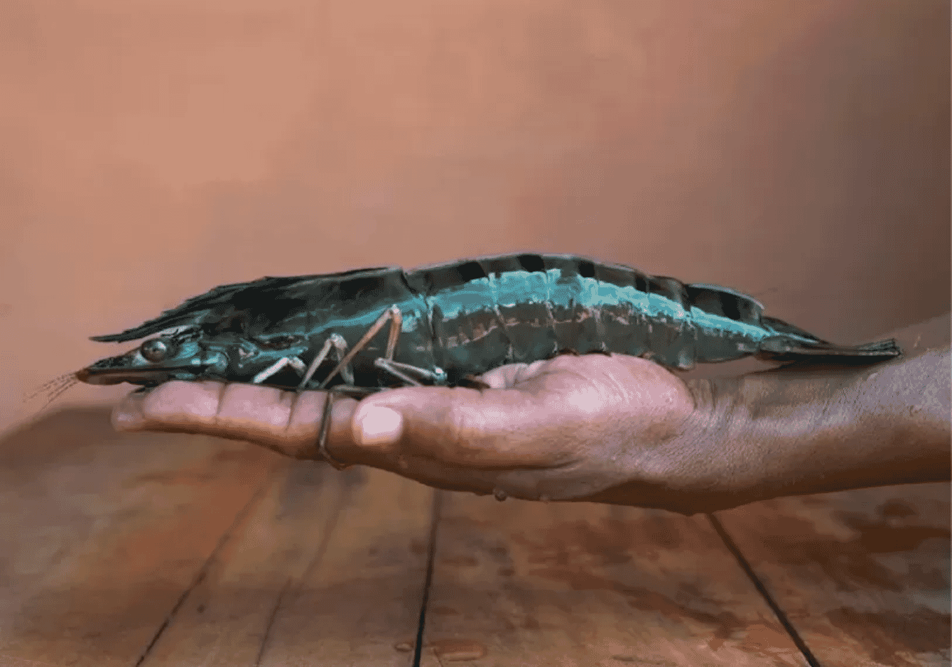 um grande camarão-tigre descansando na mão de alguém