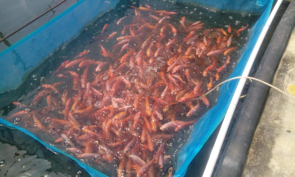 Liberia’s rice and tilapia coculture project celebrates first harvest