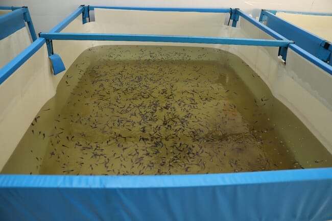 A close-up of a hatchery with water and fish inside.