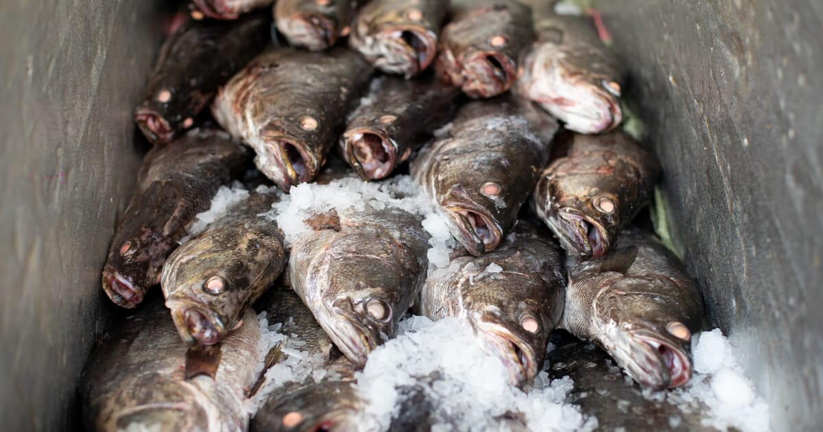 Reinventing fish distribution in East Africa