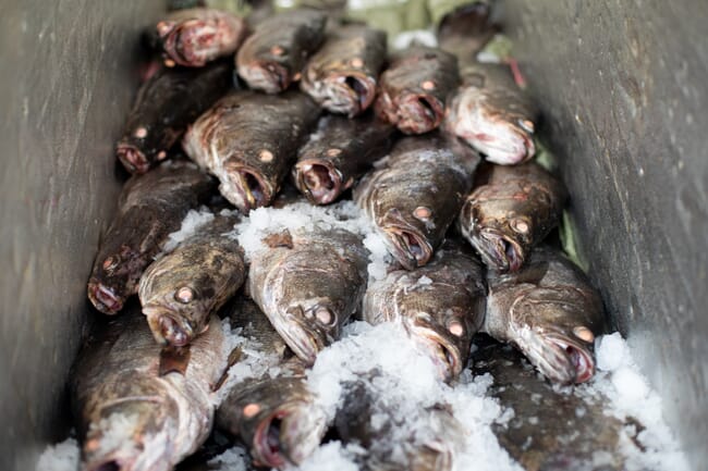 Fish in cold storage.