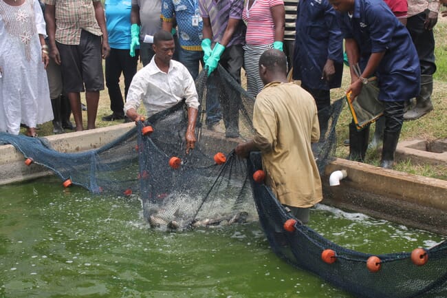 Men standing in a pond harvesting fish