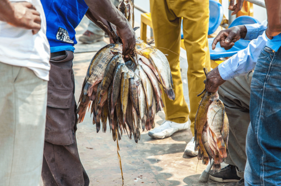 Feed and seed addressing challenges in Zambian aquaculture The Fish Site