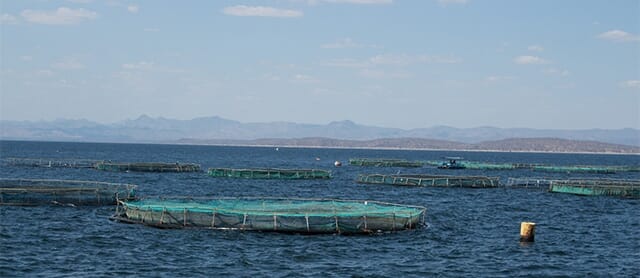 tilapia cages in the sea