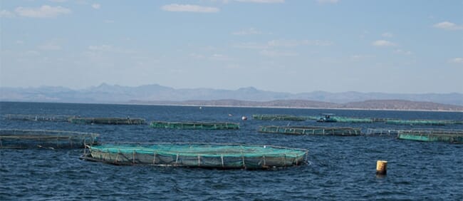 tilapia cages in the sea