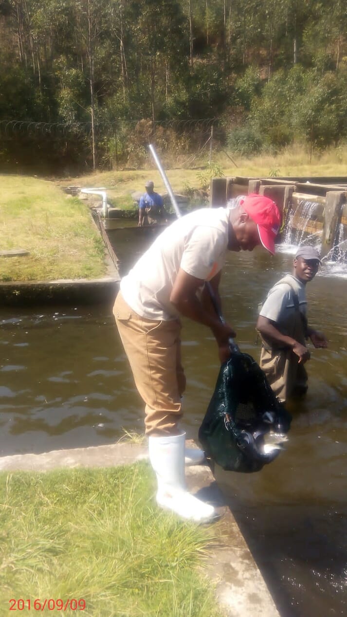 harvesting trout from raceways