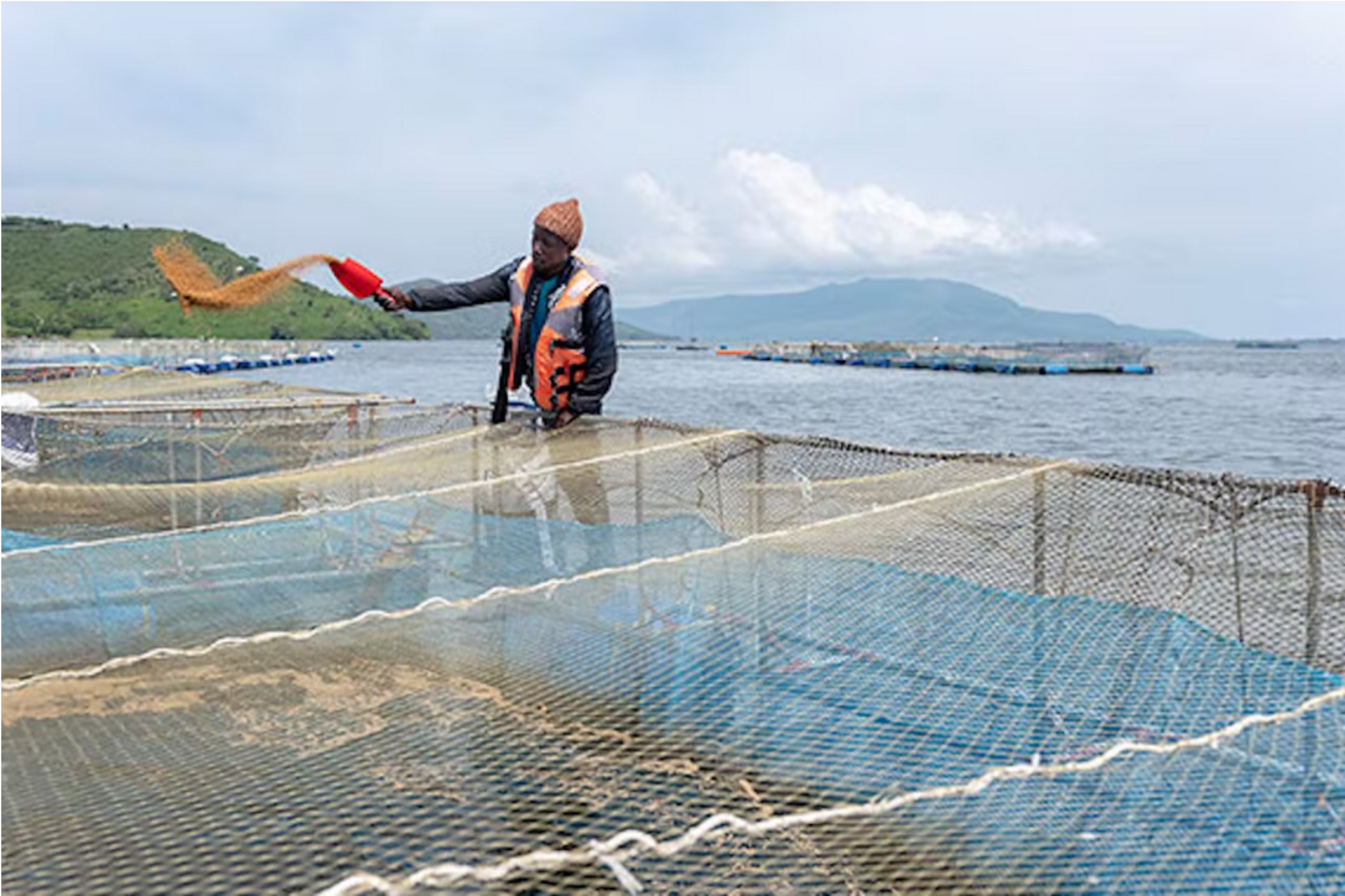 A man throwing feed into a fish pen